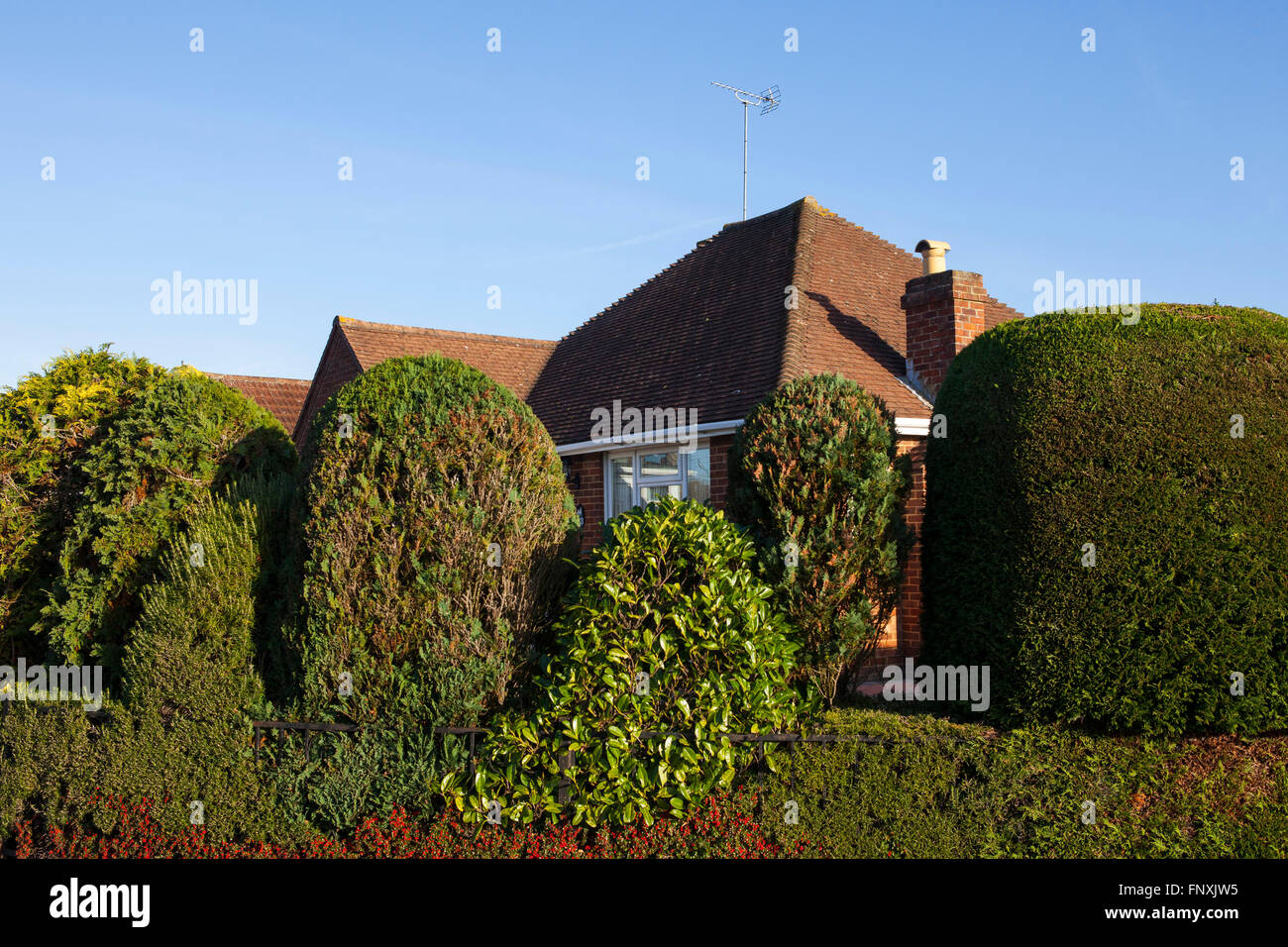 A house hidden behind a large green hedge on a UK housing estate. Stock Photo