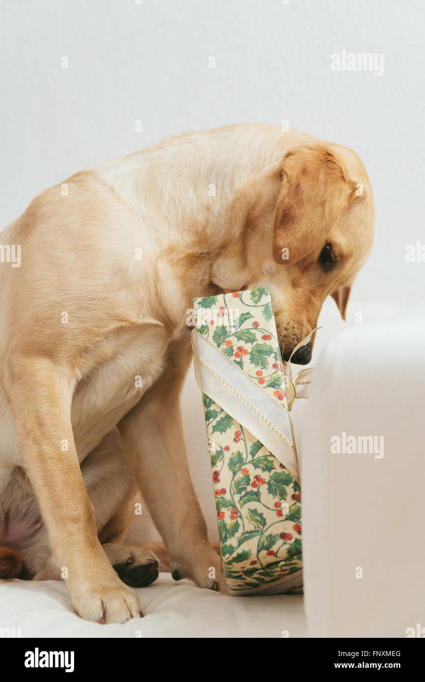 Dog tearing up christmas gift hires stock photography and images Alamy