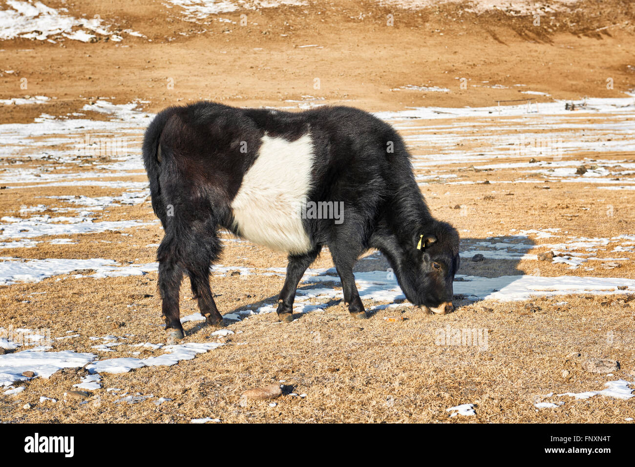 Calf Mongolian yak black-and- white color . Mongolian steppe Stock Photo