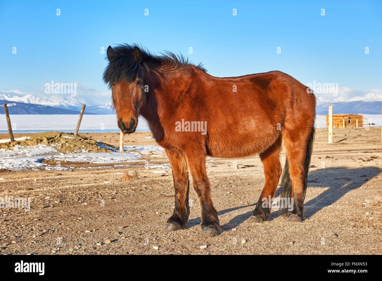Mongolian horse standing with head raised and looking at the picture. Taken at Lake Hovsgol . Mongolia Stock Photo