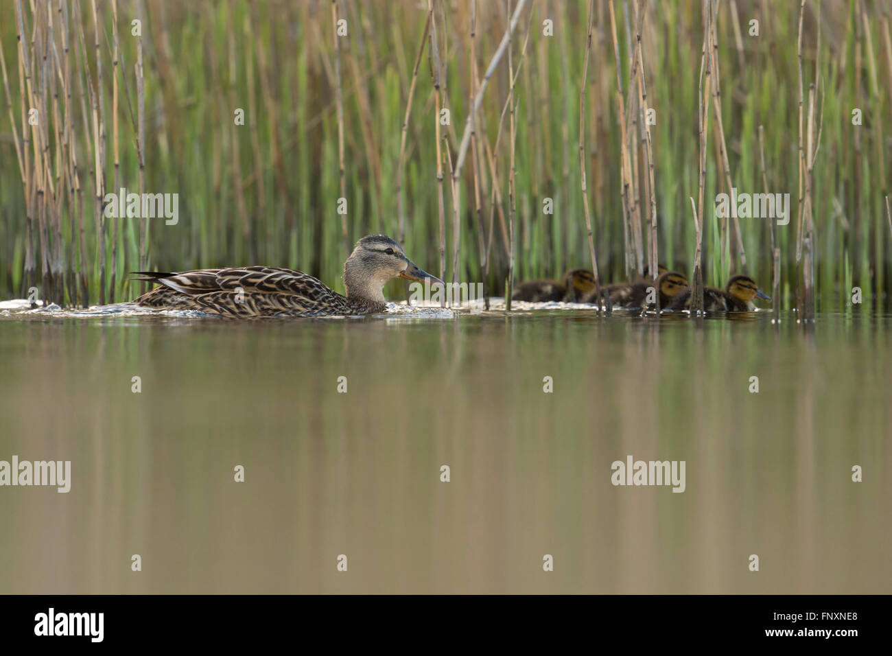Mallard / Wild Duck ( Anas platyrhynchos ) adult female with its chicks swimming along common reed, mirroring on calm water. Stock Photo