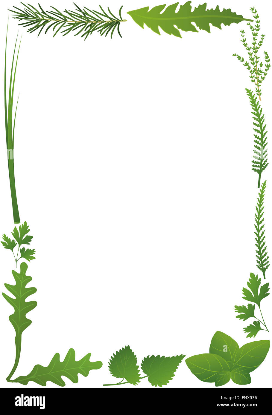 Herbs vertical frame. Illustration on white background Stock Photo Alamy