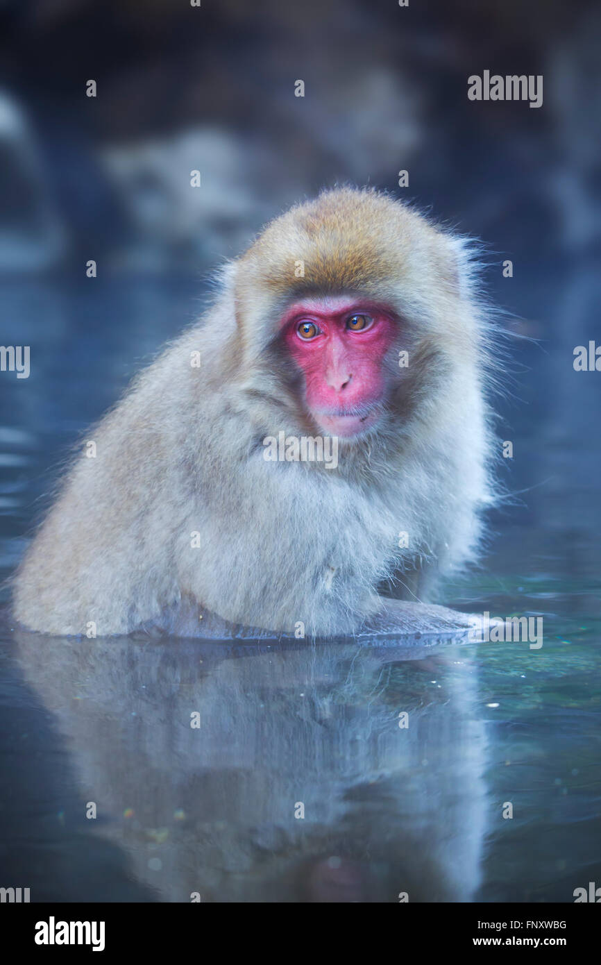 A snow monkey (Japanese macaque) sitting in the hot springs at Jigokudani Monkey Park. Stock Photo