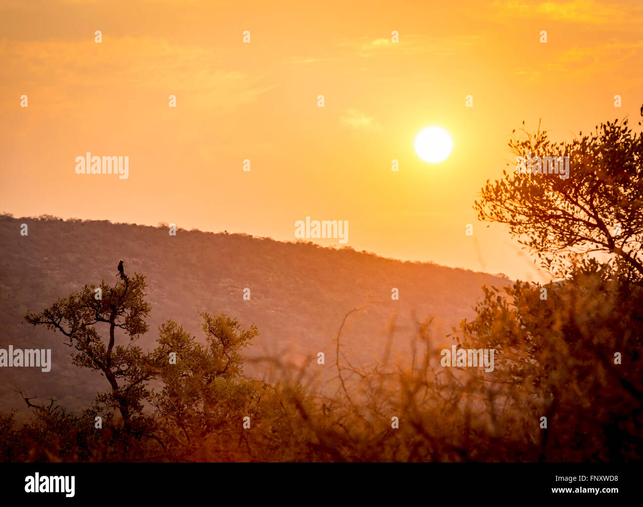 Sunset sky through trees and hills in Botswana, Africa, with a silhouetted bird watching the sun set Stock Photo