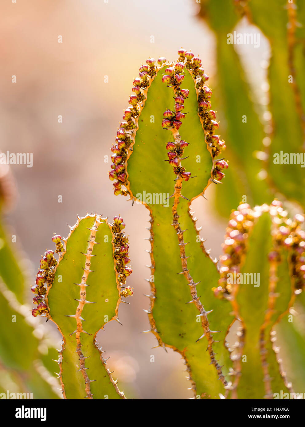 Desert cactus called Candelabra Tree (Euphorbia ingels) in closeup
