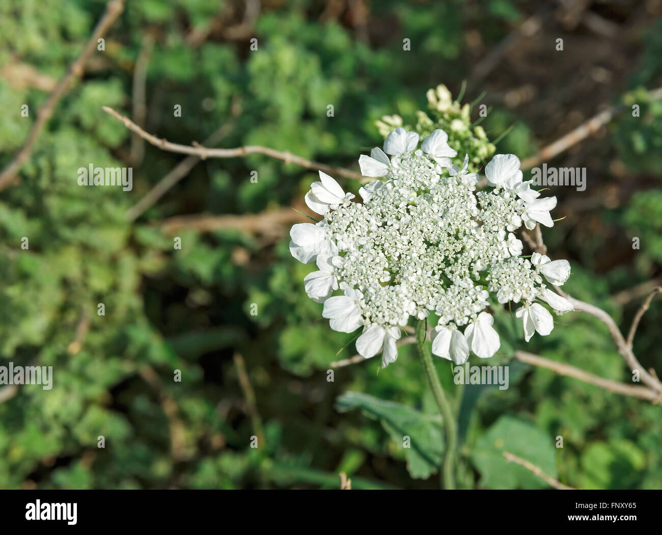 Anise Blossom in the wild Stock Photo