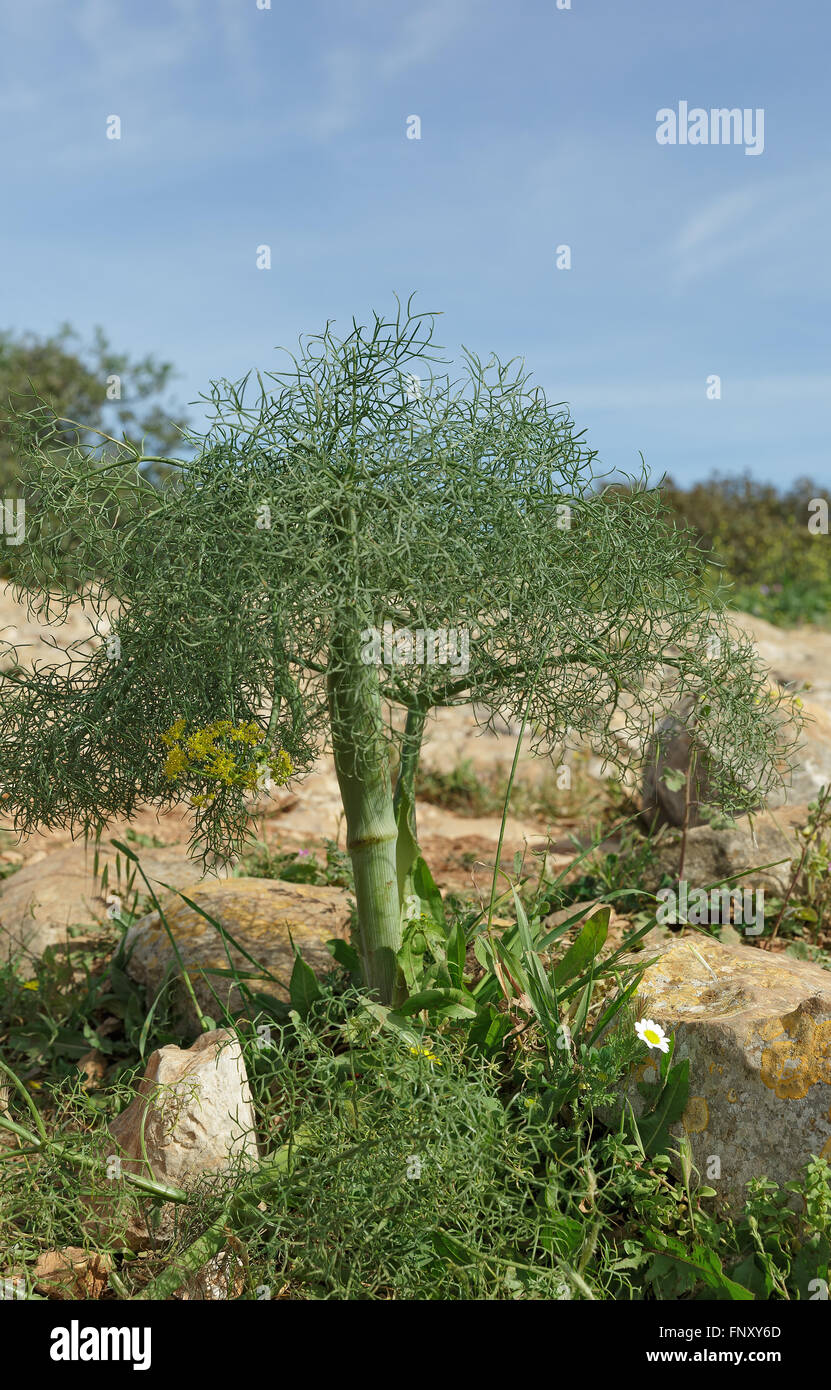 Small Fennel in the wild Stock Photo Alamy