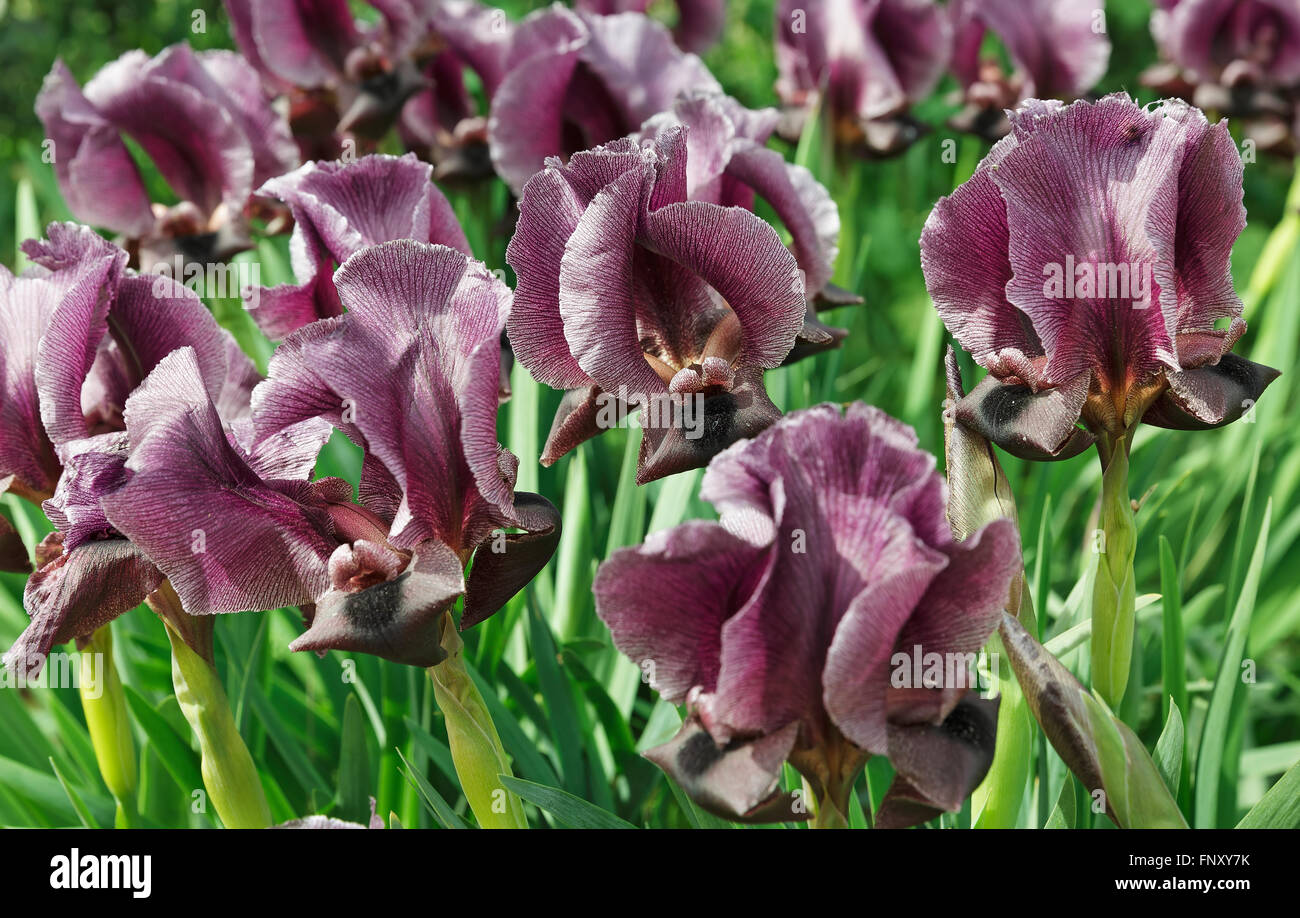 beautiful purple iris flower close-up Stock Photo