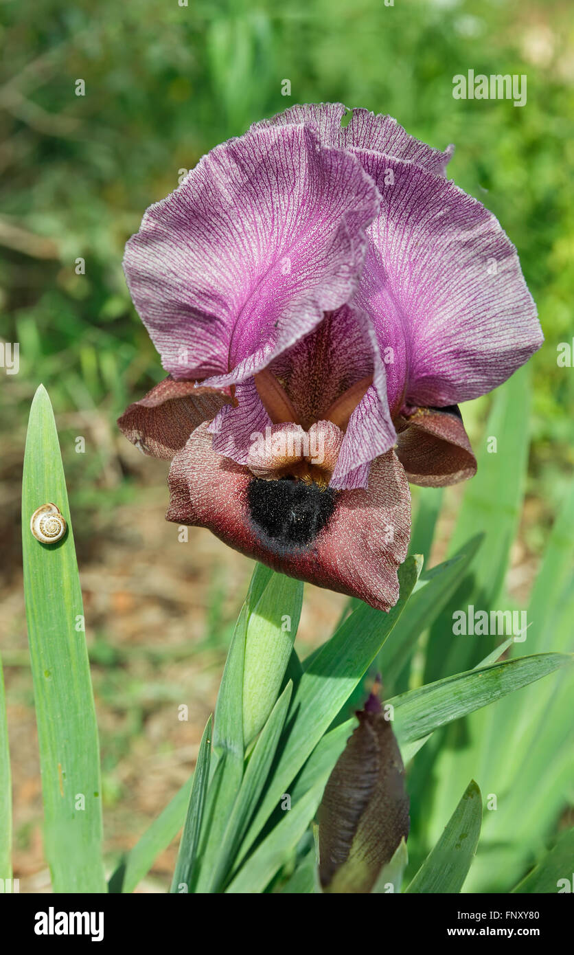 beautiful purple iris flower close-up Stock Photo