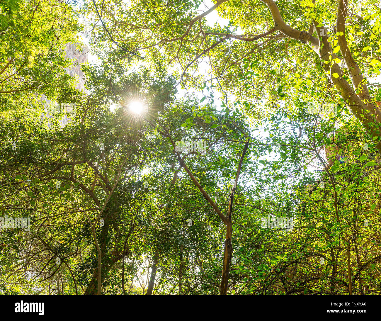 Canopy tree hi-res stock photography and images - Alamy