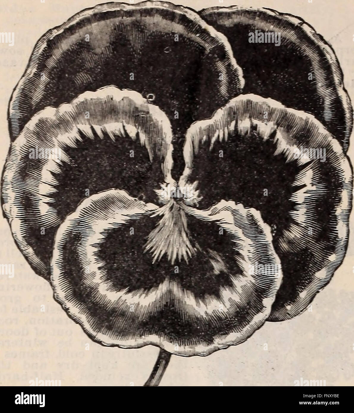 1900 annual illustrated catalogue of seeds (1900) Stock Photo