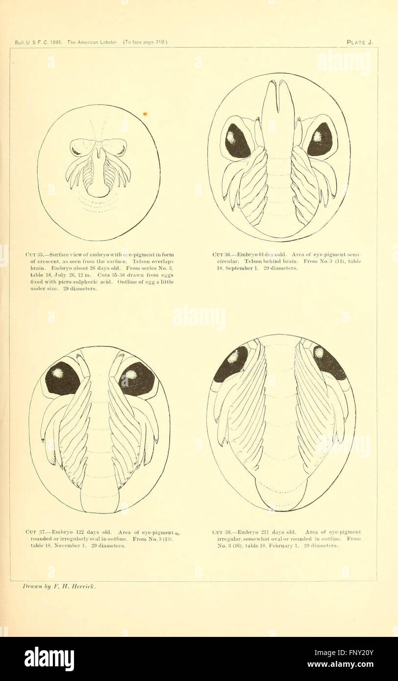 This German work focuses on new vertebrate species from Abyssinia ...