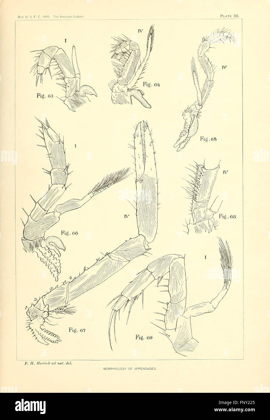 Lobster Rostrum This work provides a detailed illustration of the American lobster ...