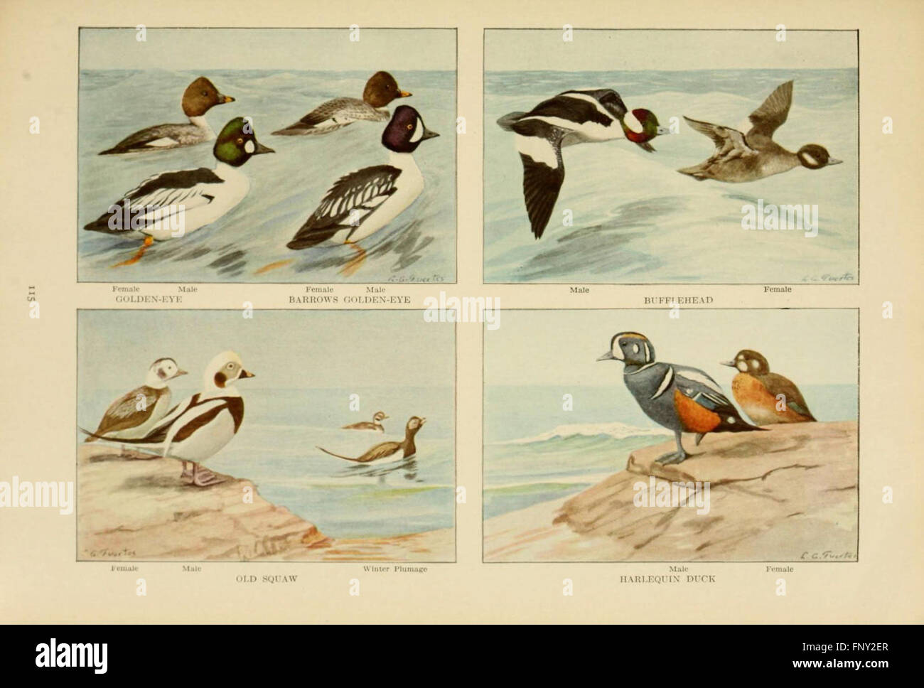 *The Book of Birds* (Page 115) offers a comprehensive guide to bird ...