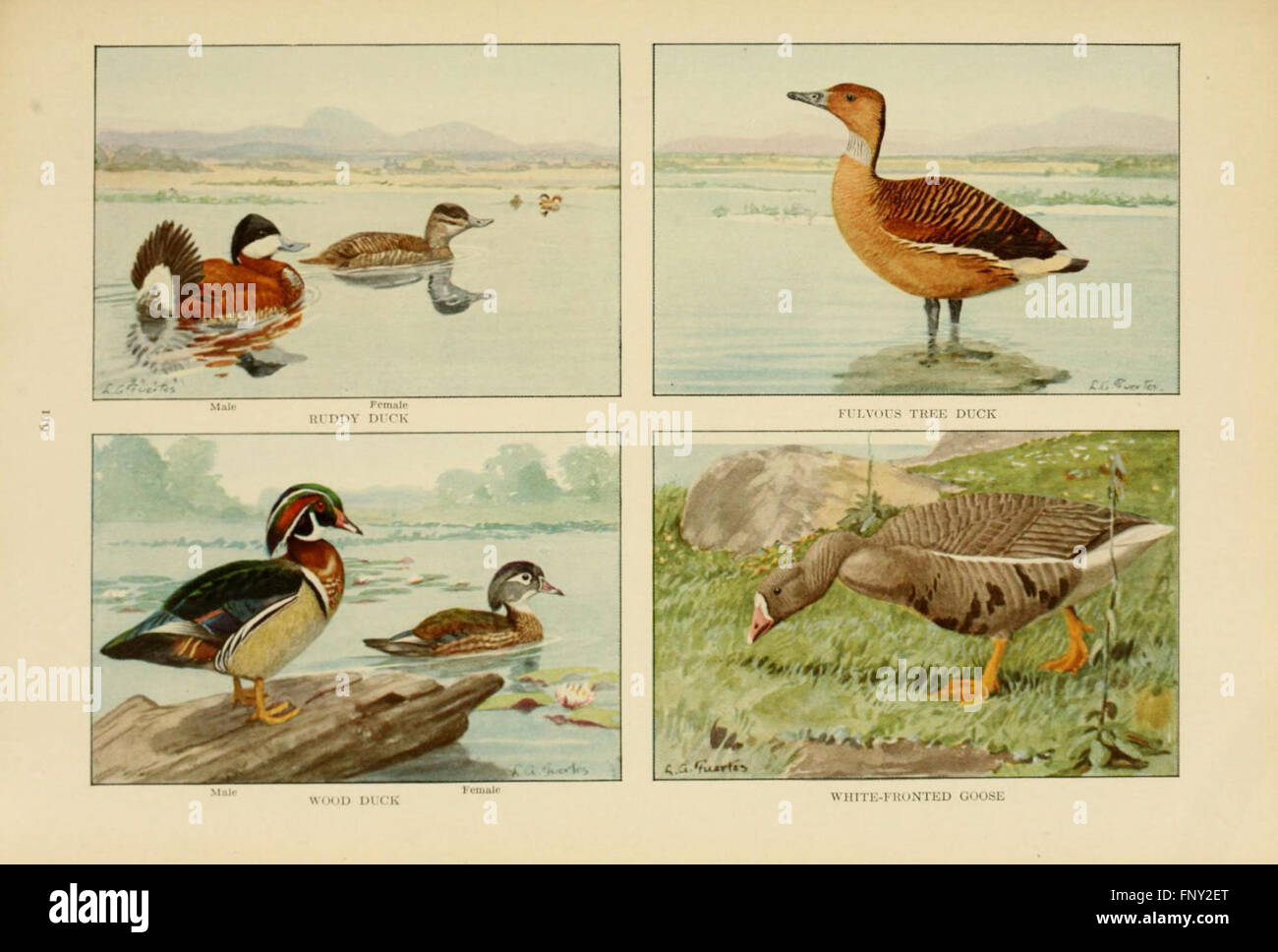 This page of The Book of Birds features detailed descriptions and ...