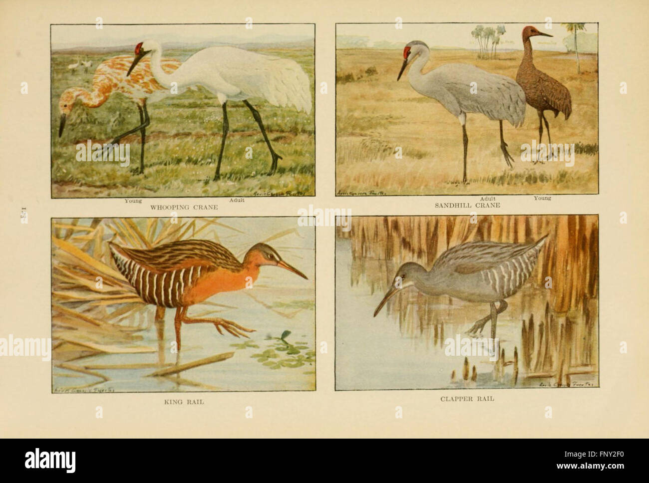 'The Book of Birds' is an illustrated guide that provides information ...