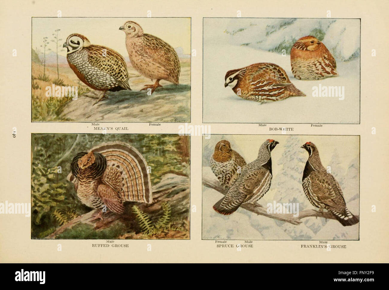 This edition of 'The Book of Birds' provides detailed descriptions and ...