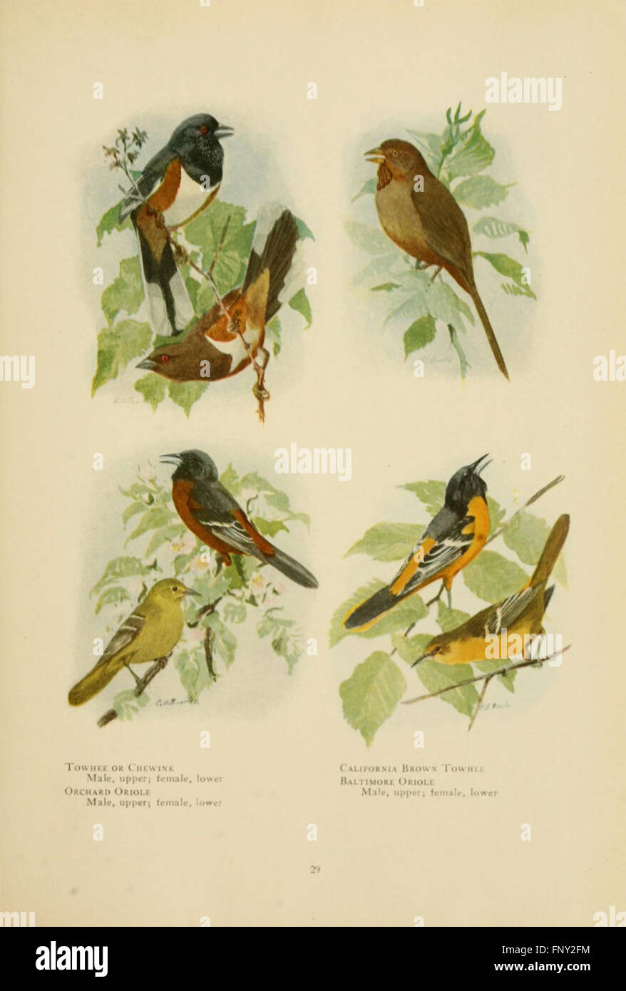 'The Book of Birds' provides an extensive guide to various bird species ...