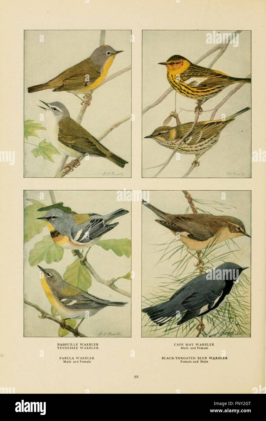 'The Book of Birds' offers a detailed study of various bird species ...