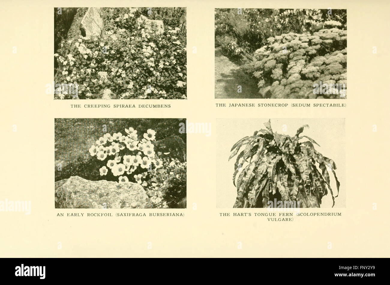 This book features an in-depth look at hardy flowers, focusing on their ...