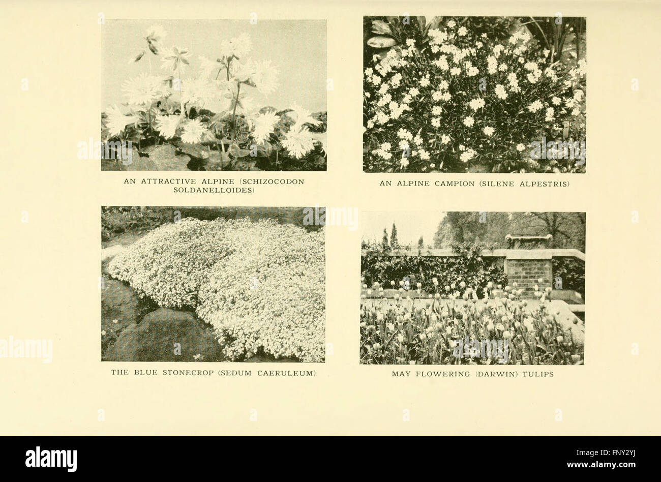 An illustrated plate showcasing hardy flower species, offering insights ...