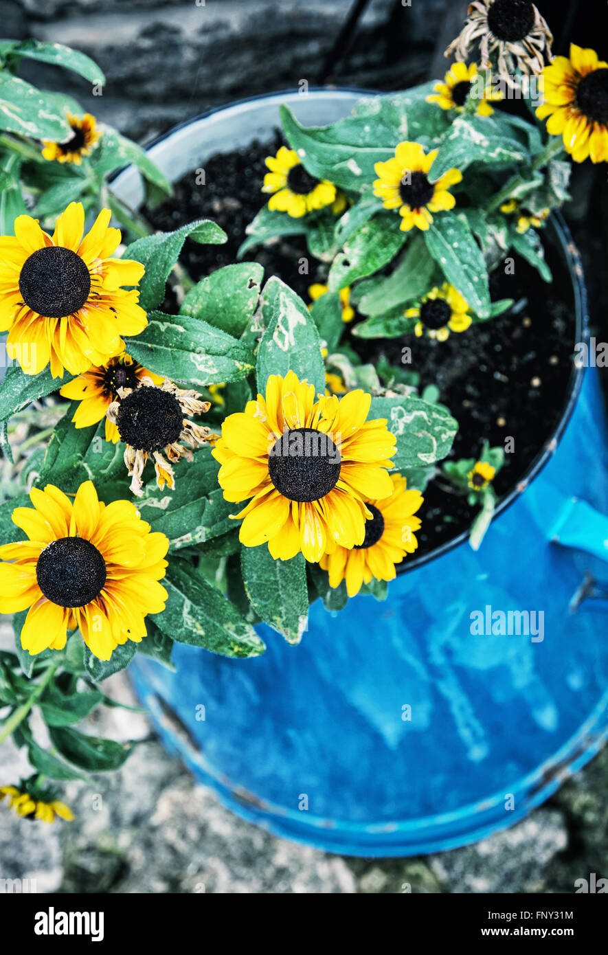 Yellow sunflowers in the metal blue pot. Summer natural theme. Garden ...