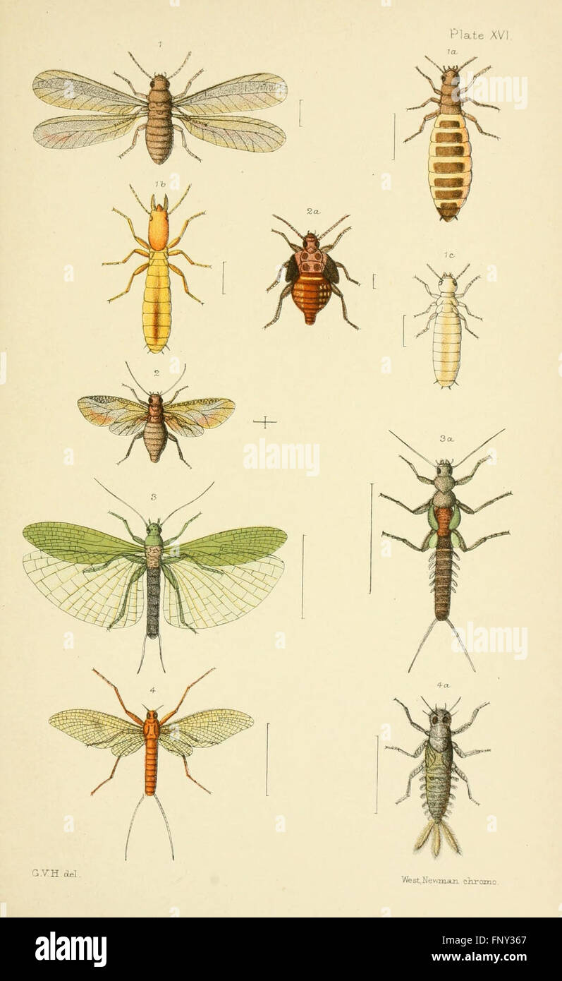 Nz Insect Identification This manual of New Zealand entomology provides an introduction to the ...