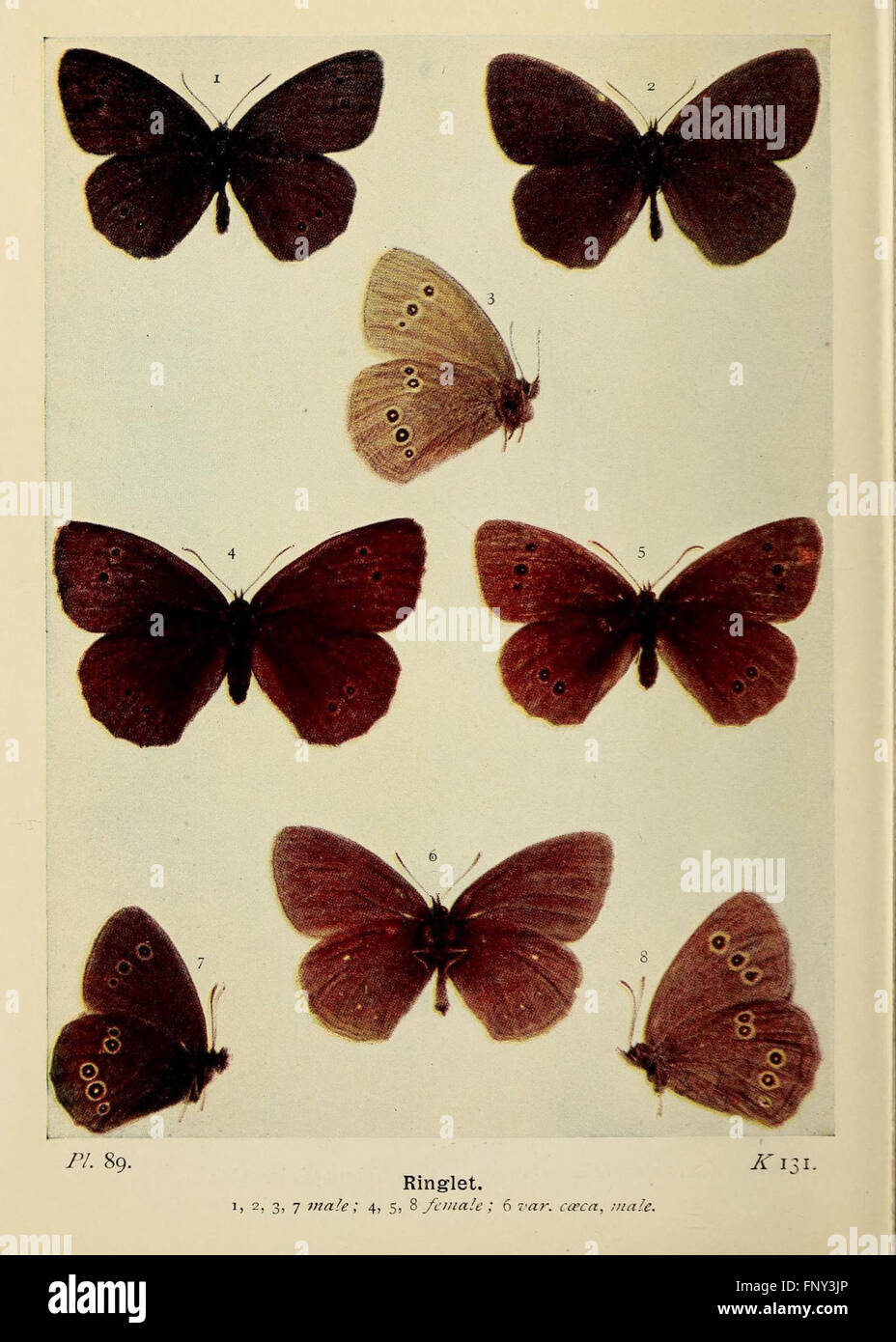 This Plate From The Butterflies Of The British Isles Showcases A 