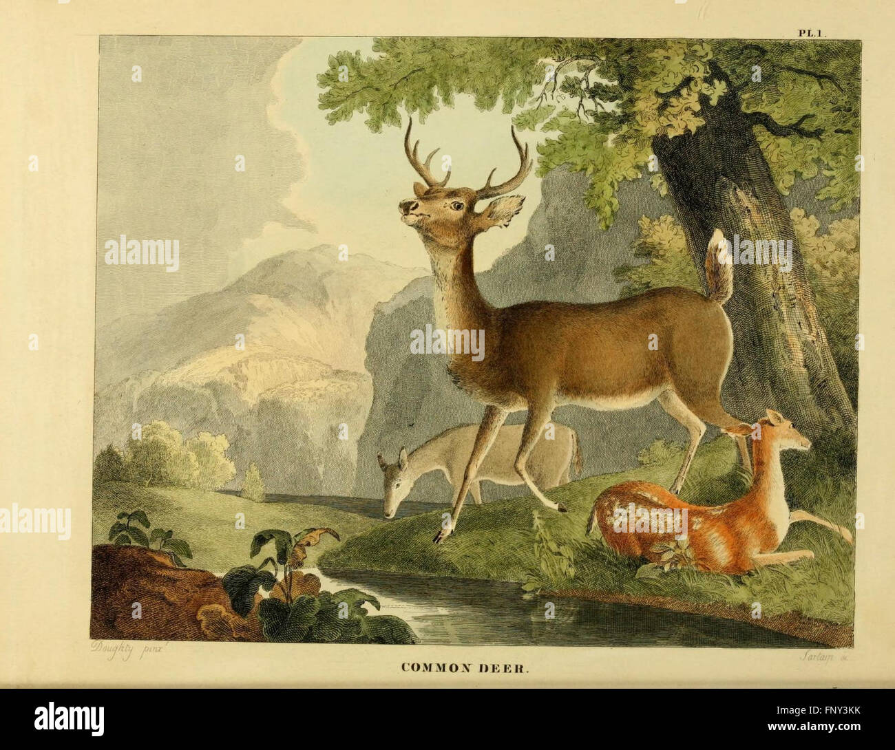 The of natural history and American rural sports (Plate I Stock