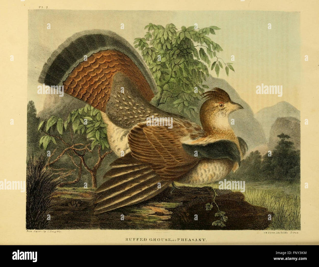 The of natural history and American rural sports (Plate II