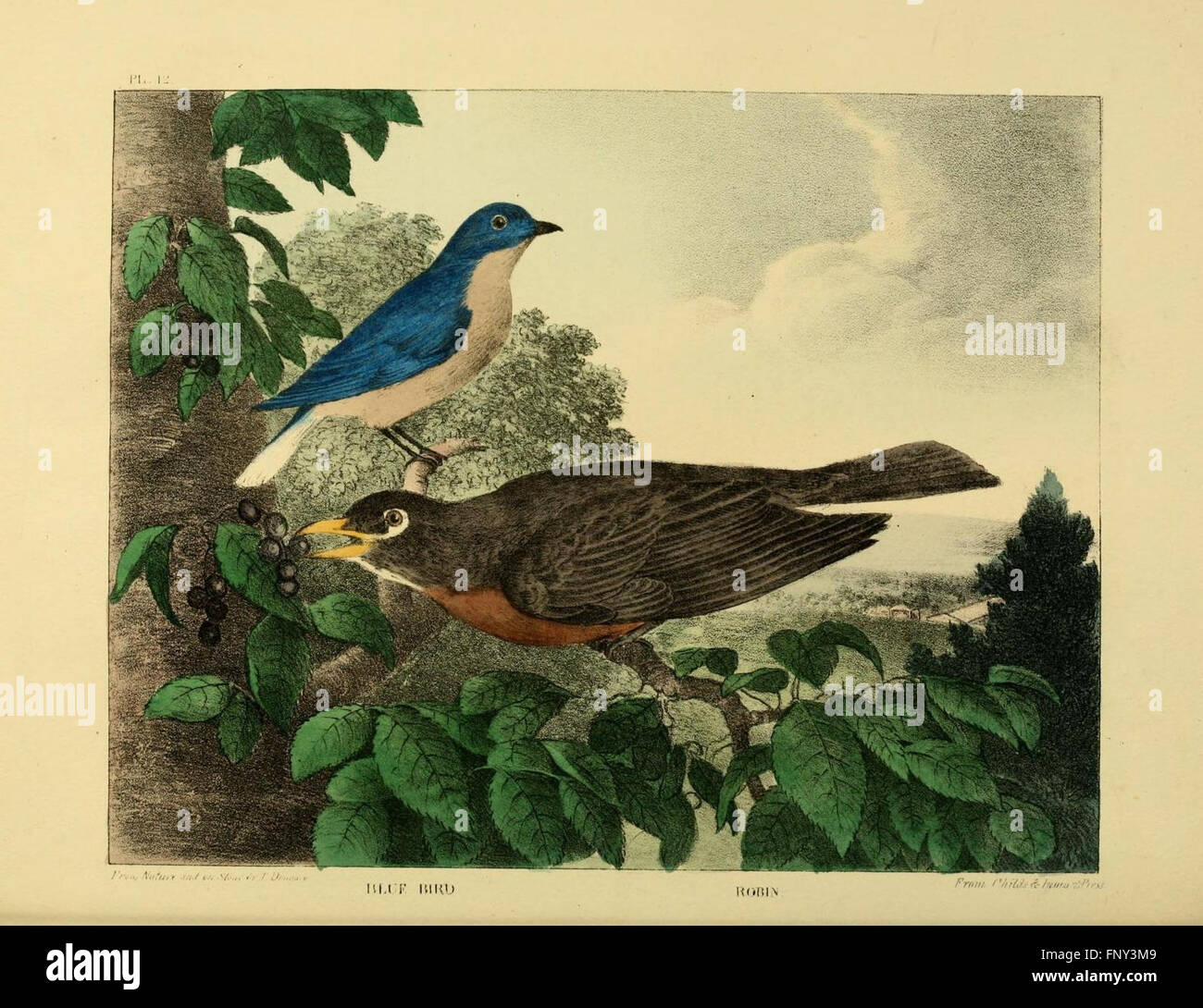 The of natural history and American rural sports (Plate XII