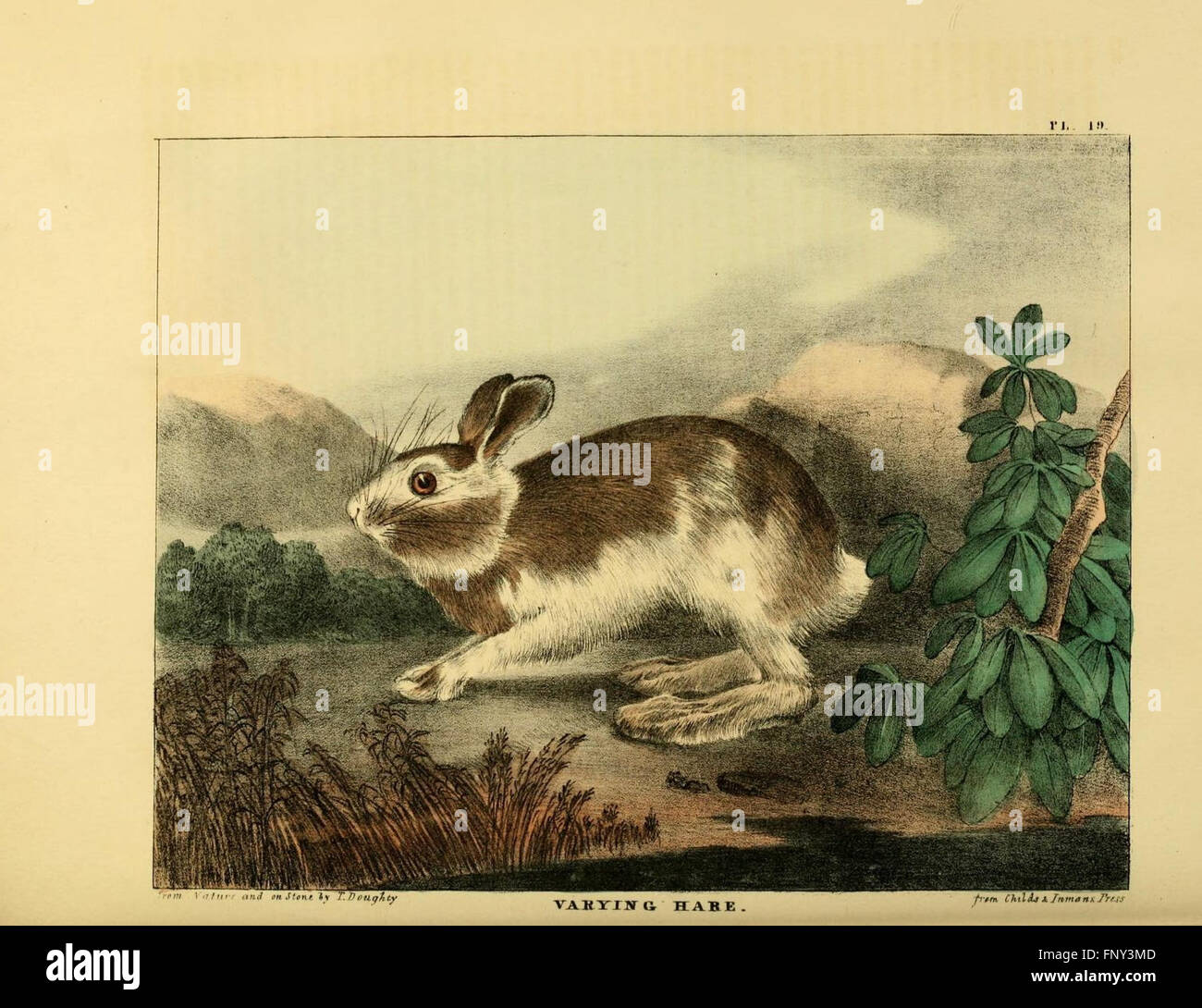 The of natural history and American rural sports (Plate XIX