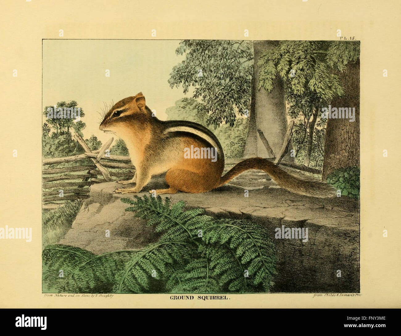 The of natural history and American rural sports (Plate XV