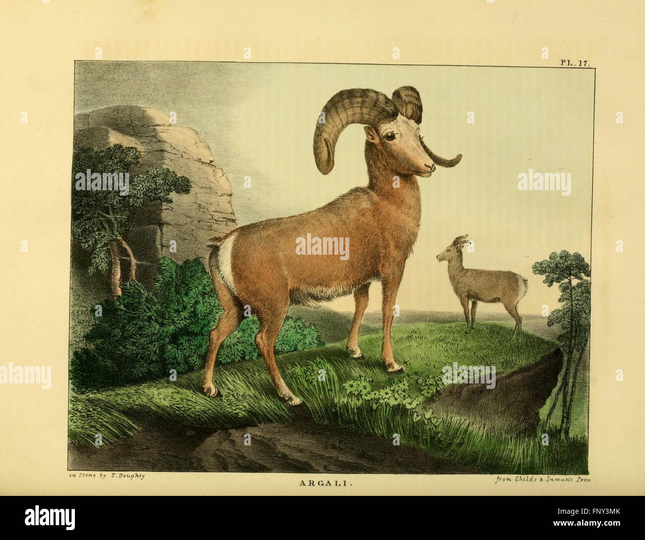 The of natural history and American rural sports (Plate XVII