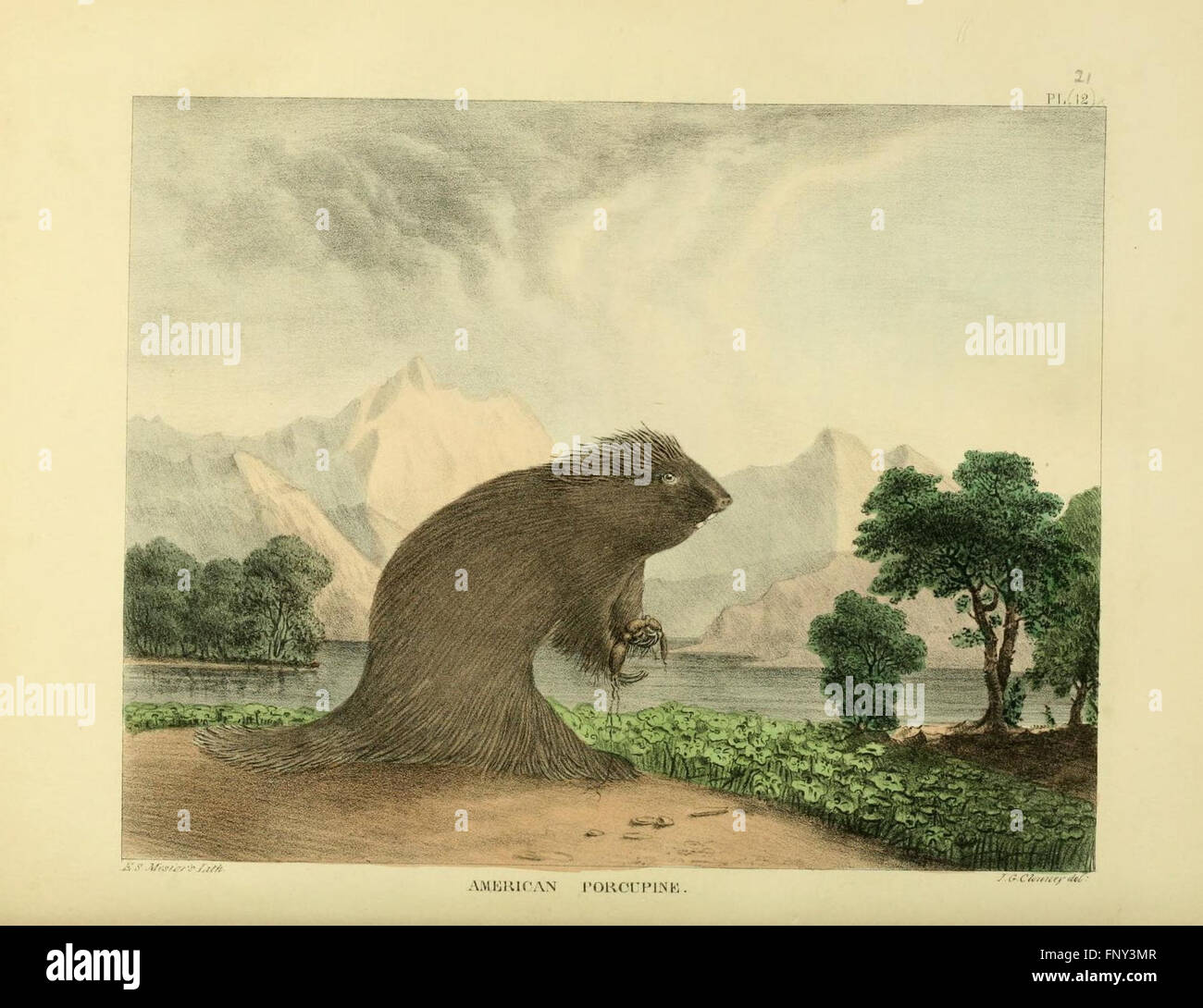 The of natural history and American rural sports (Plate XXI