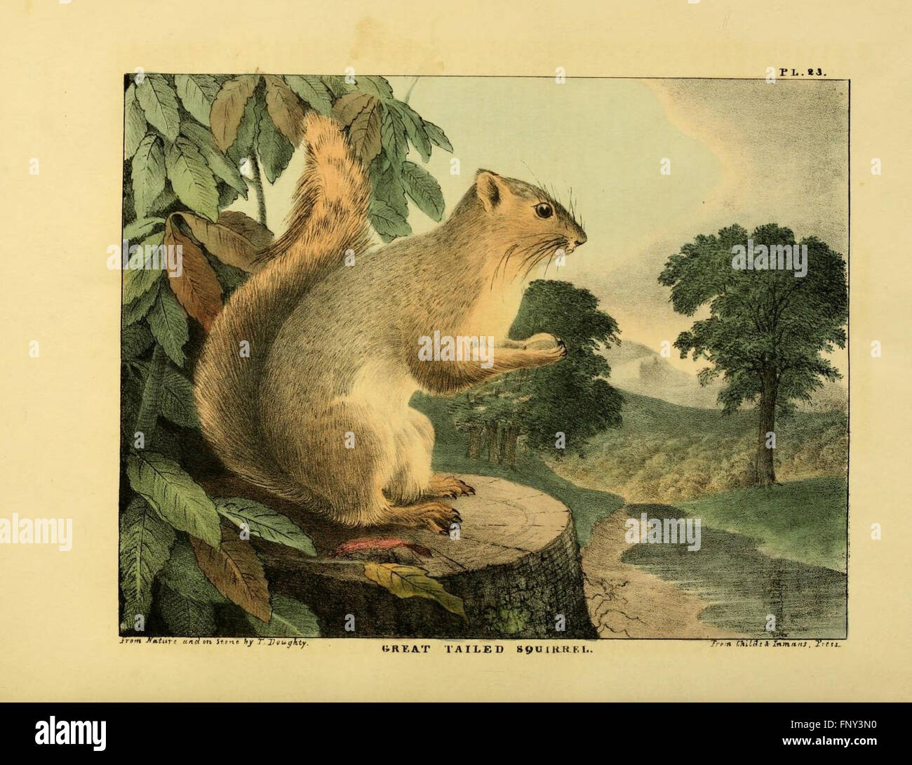 The of natural history and American rural sports (Plate XXIII