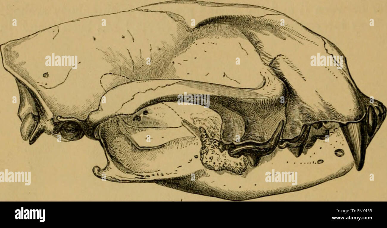 This 1881 work serves as an introduction to the study of mammals, with ...