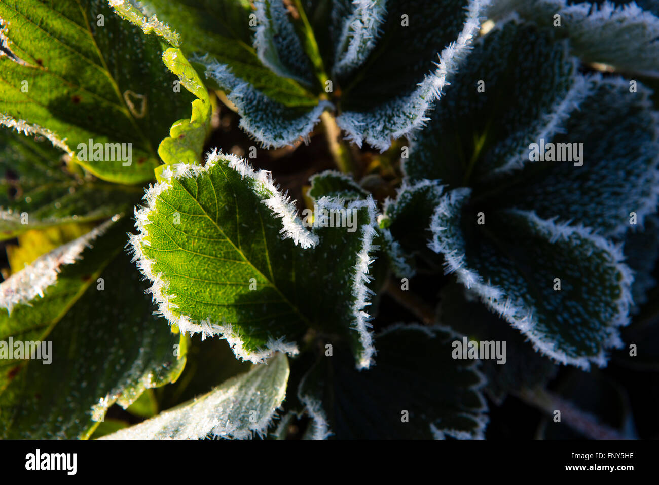 Frost edged strawberry plant leaves Stock Photo Alamy