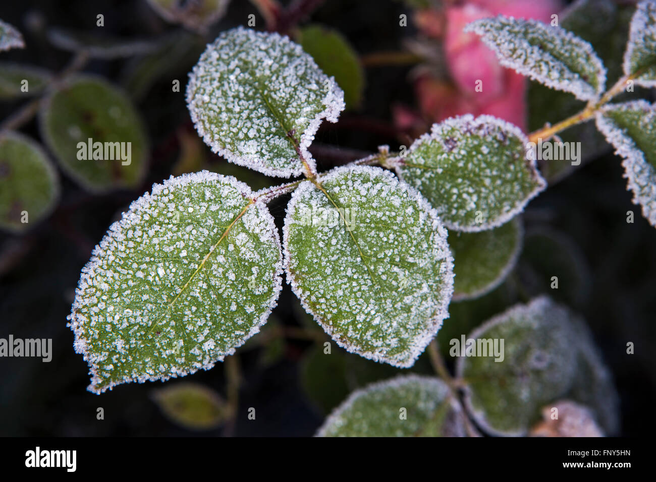 Ice and frost crystals on a pink rose in the early morning sunlight ...
