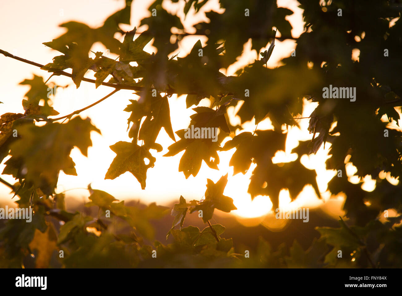 Autumn leaves in silhouette against a sunset Stock Photo - Alamy