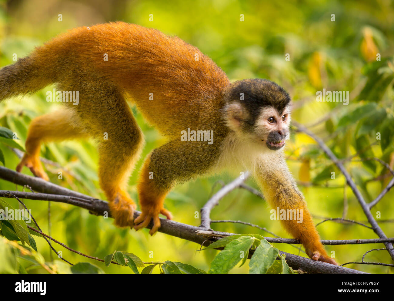OSA PENINSULA, COSTA RICA - Central American squirrel monkey in rain