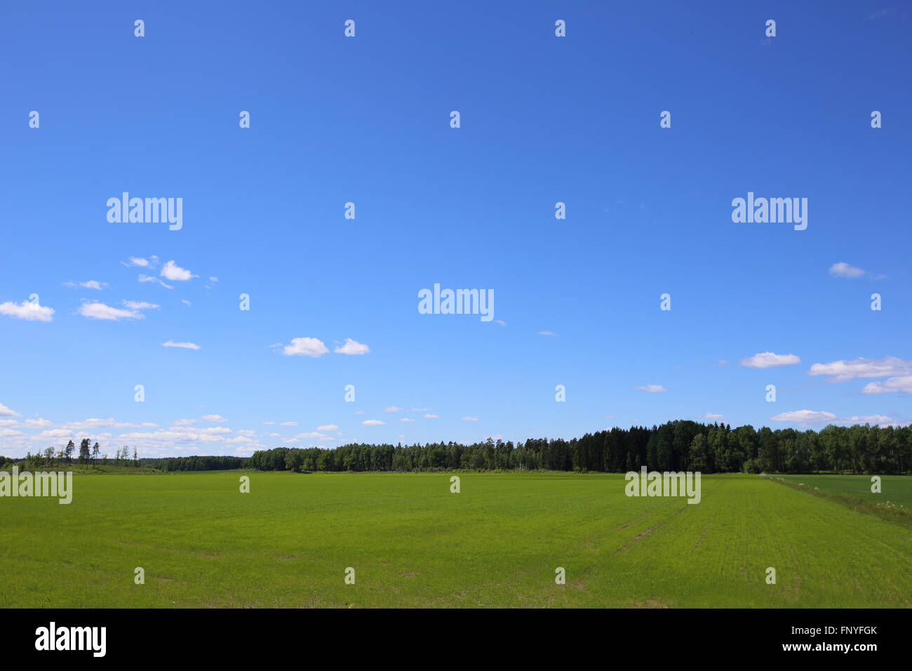 Beautiful summer landscape with agriculture field and forest at sunny ...