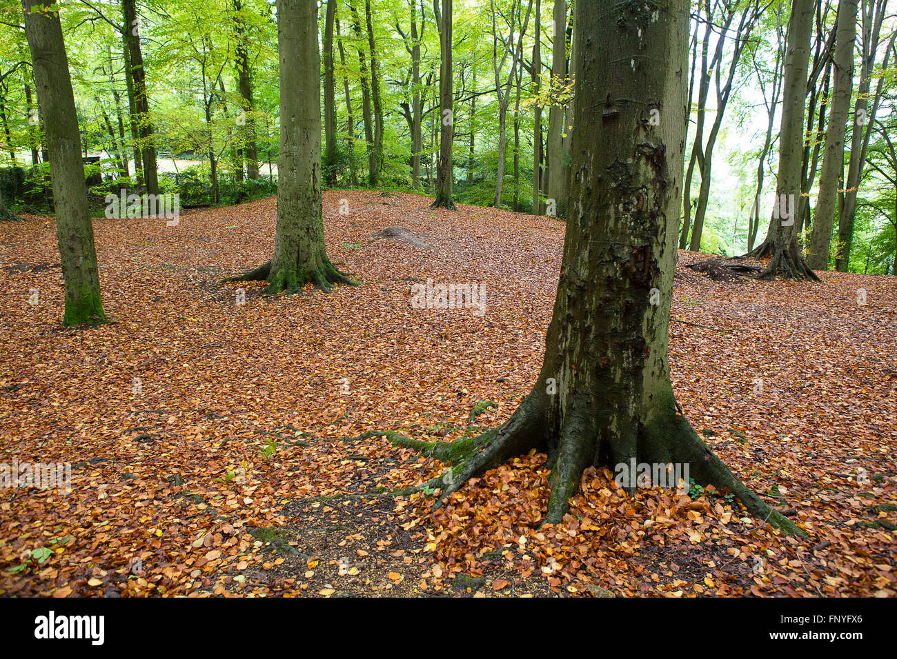 Leaves covering forest floor hi-res stock photography and images - Alamy