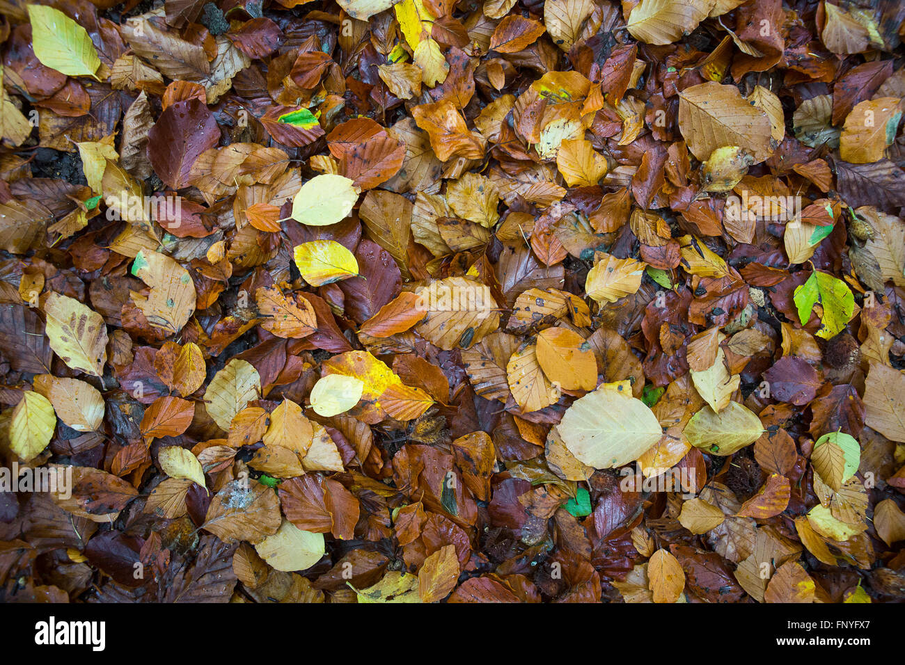 Covering forest floor hi-res stock photography and images - Alamy