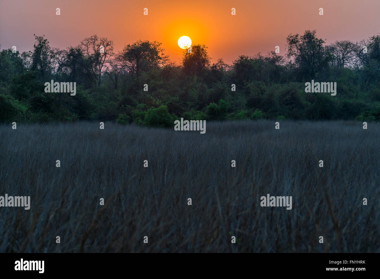 Sunset scenic view at Tadoba forest, India. Stock Photo
