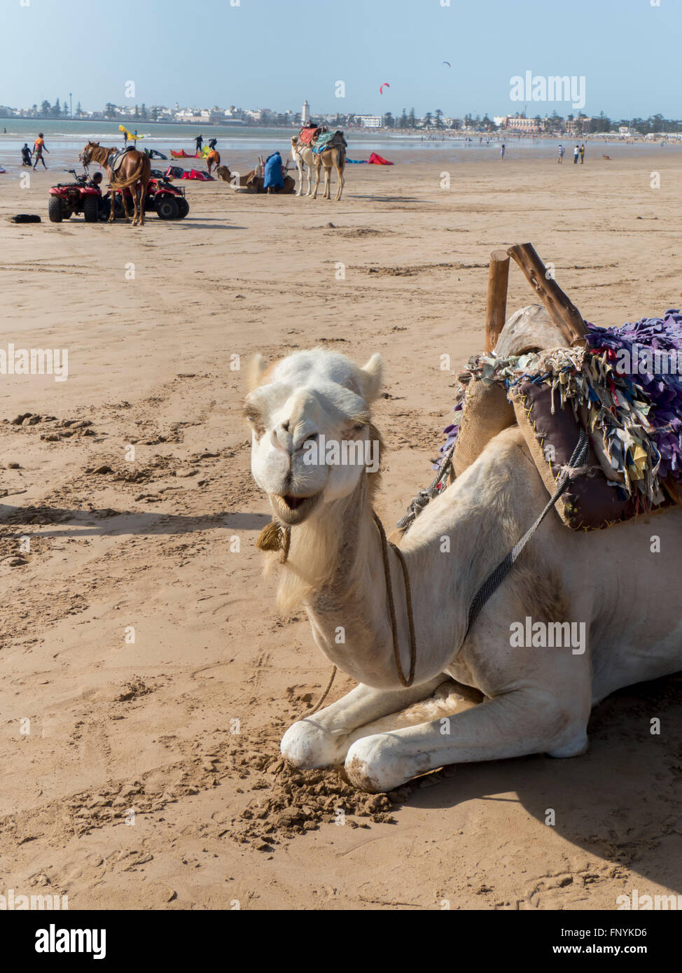 Morocco, Essaouira beach camel trek Stock Photo