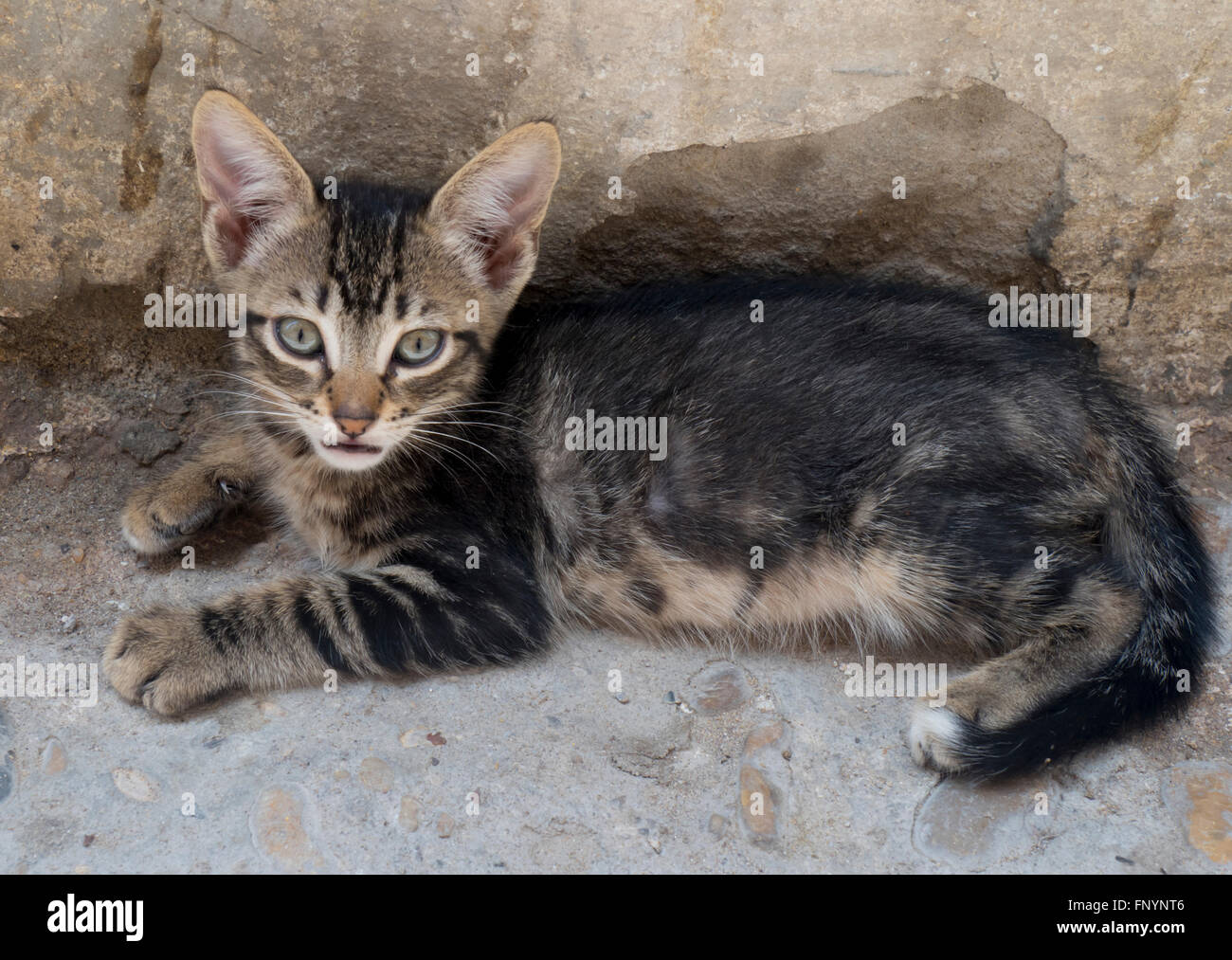 Morocco, Essaouira, Medina feral kitten Stock Photo
