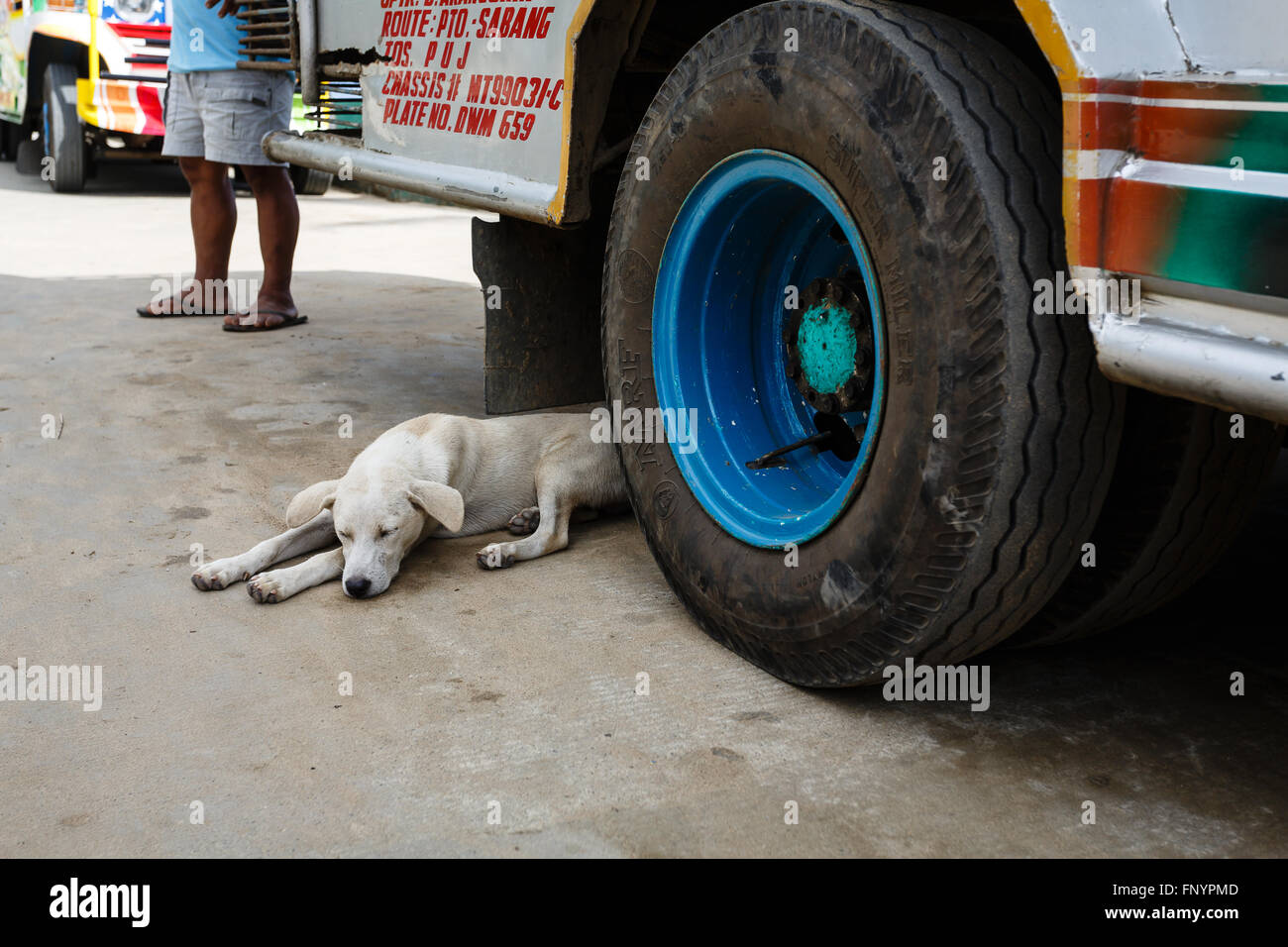 How To Transport A Dog To The Philippines