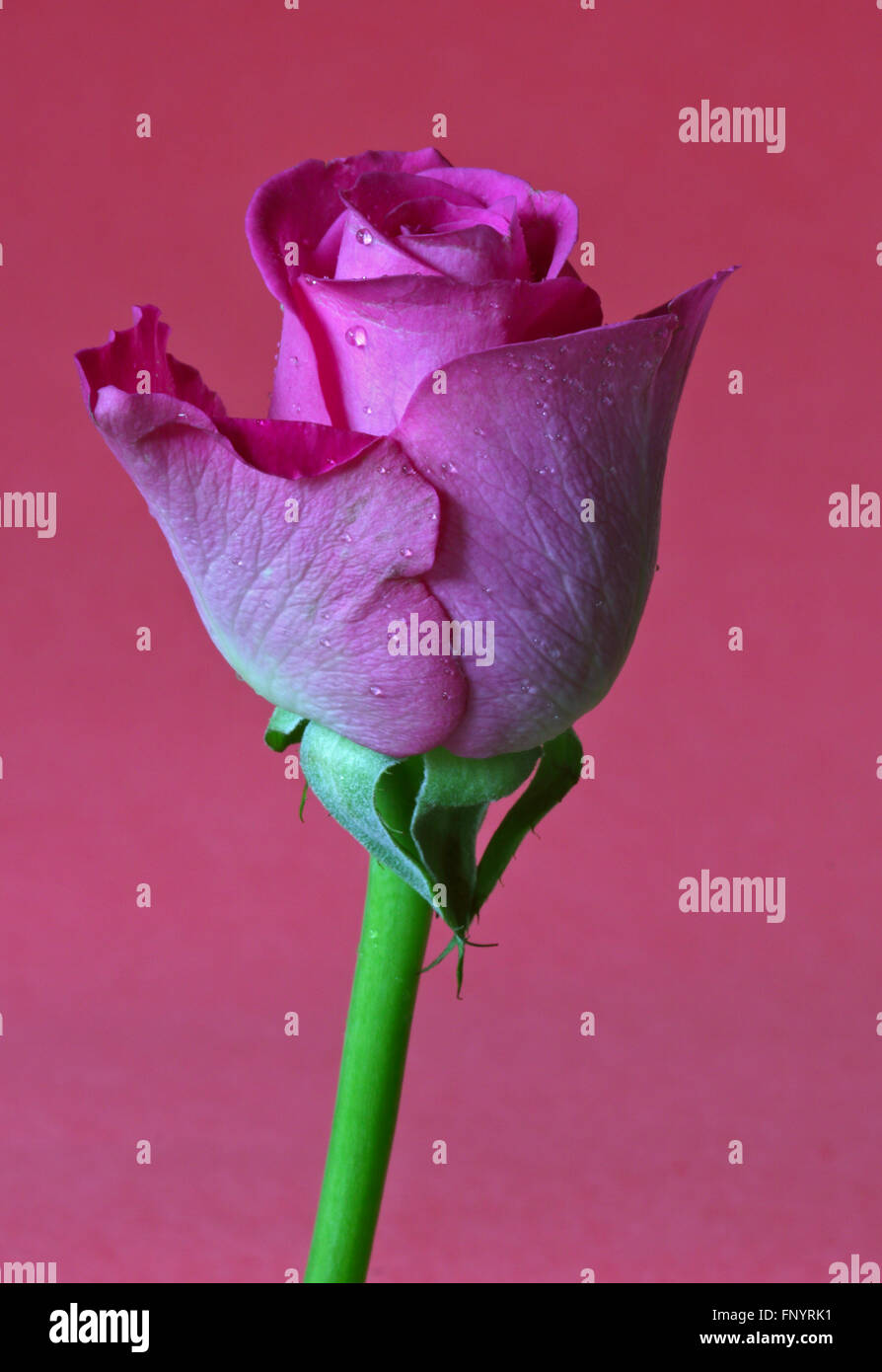 Pink Rose Bud on Pink Background Stock Photo