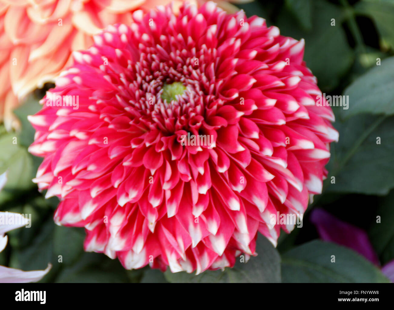 Dahlia Giant Frost Nip, cultivated ornamental herb with dissected leaves and large pink flower heads with white tips of rays Stock Photo